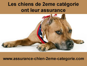 Chien deuxieme categorie staffordshire