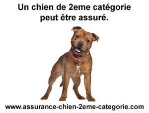 Conditions pour souscrire assurance habitation et chien de catégorie 2